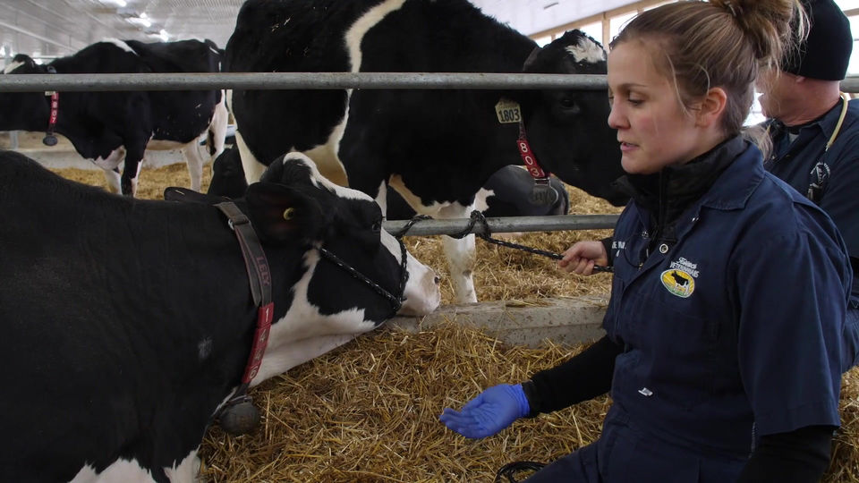 Down Cow Procedure